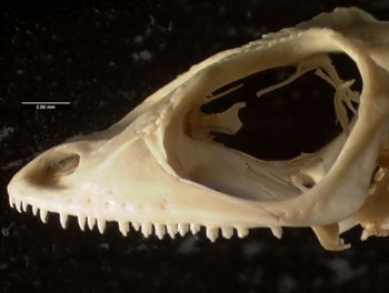 Media type: image;   Herpetology R-132837